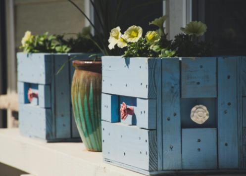 Top 10 Plants to Avoid if You Have Pets Top 10 Plants to Avoid if You Have Pets